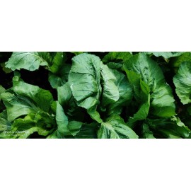 Mustard 600+ Mustard Green Seeds/ Cải Bẹ Xanh for 2025. US Seller