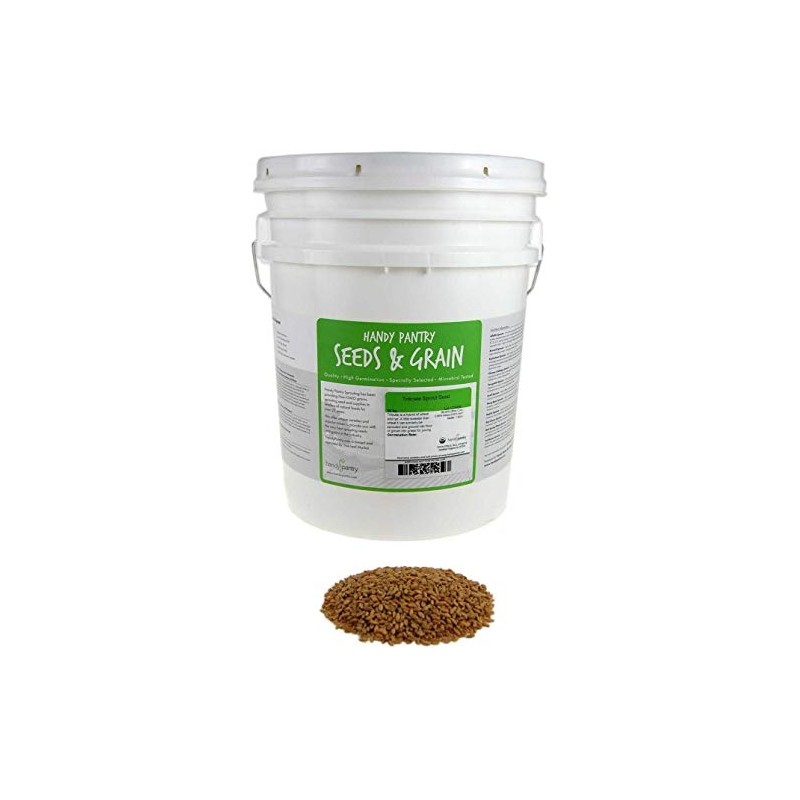 Organic Triticale Seeds- 30 Lbs- Triticale Grain Seed: Sprouting Sprouts,