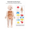 Deluxe Rompecabezas 3d Cuerpo Humano Juguete Didáctico Educativo