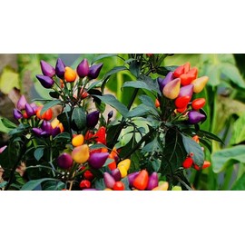 Ornamental Dwarf Chili Pepper Seed Mix Masquerade Around 25 Seeds