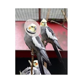 KVP Bird E-Collar, 4.75-5.5"/10"
