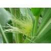 Sweet Pea Spices Corn Silk - All Sizes - Barba