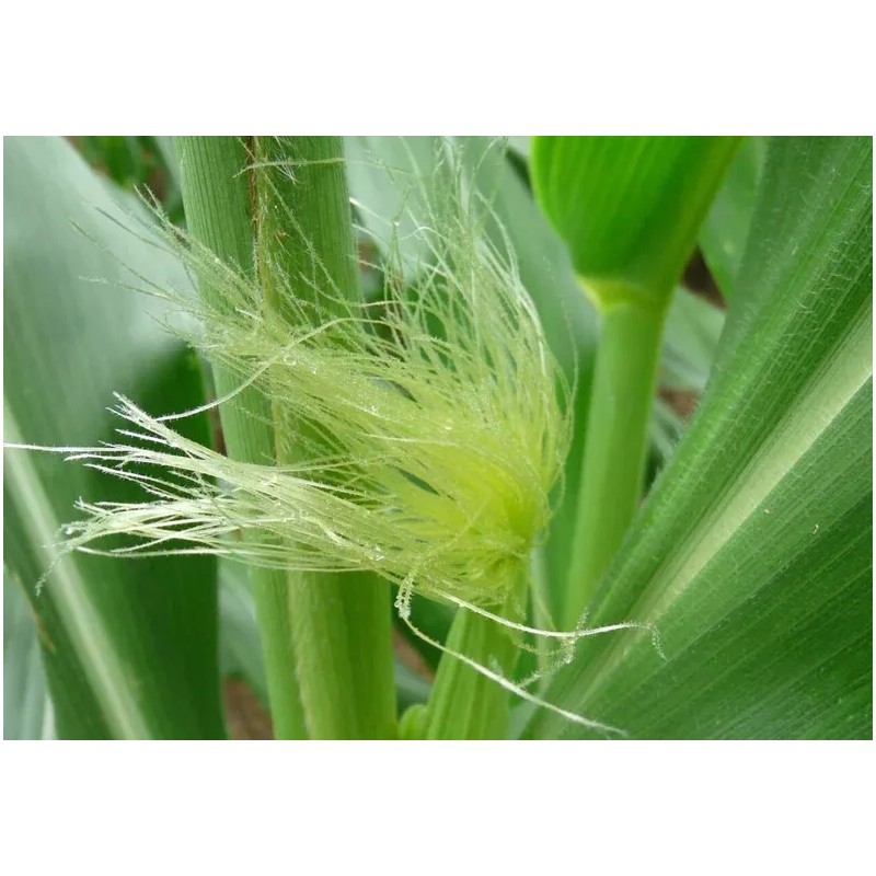 Sweet Pea Spices Corn Silk - All Sizes - Barba