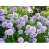 Chives Allium Schoenoprasum Wild Onion Wild Garlic Herb Garden Seeds