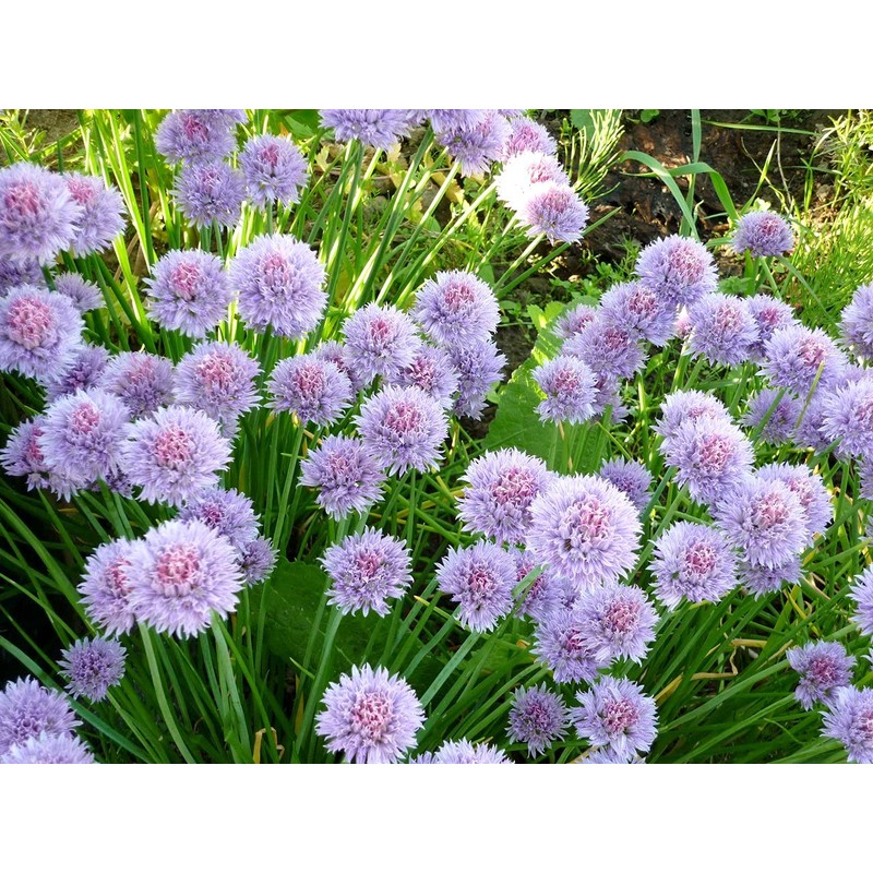 Chives Allium Schoenoprasum Wild Onion Wild Garlic Herb Garden Seeds