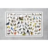 Where's Wildlife Backyard Birds of Vermont Bird Identification Poster Divided