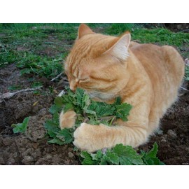 Seeds4planting - Seeds Catmint (Catnip Catwort Catswort) Perennial Herbs Non GMO