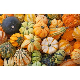 Ornamental Pumpkin Mix Seeds Giant Heirloom Vegetable for Planting Decorative Unique Non GMO 10 Seeds