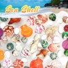 HAKACC Sea Shell Set, 50-70 PCS Assorted Natural Shells for