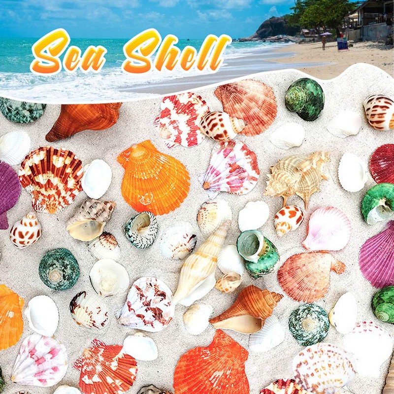 HAKACC Sea Shell Set, 50-70 PCS Assorted Natural Shells for