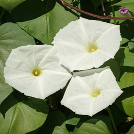 Outsidepride Annual 1/4 lb. Ipomoea Alba Moonflower Vine Seeds for Planting