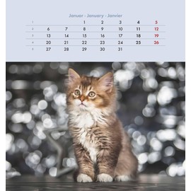 Cuddly Cats 2025 - Postcard Calendar 16 x 17 cm - Cats - for Standing up or Hanging - Monthly Calendar - Gadget - Souvenir - Alpha Edition