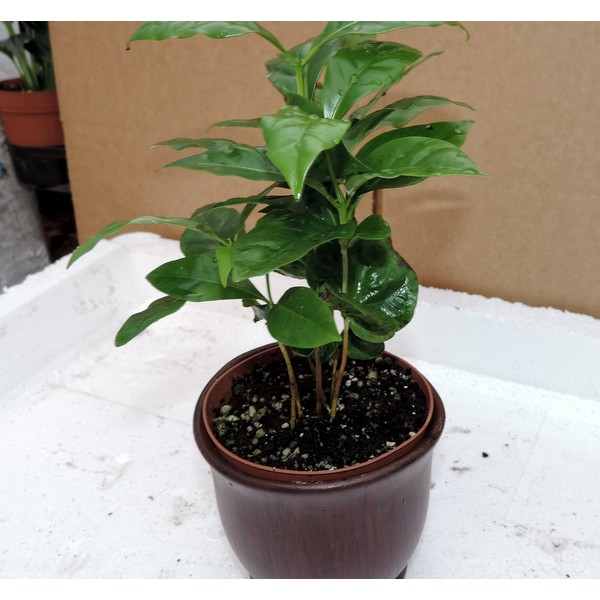 arabica Coffee Plant 8''tall inches - 4" ceramic Pot unique from-jmbamboo