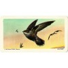 RED ROSE TEA CARD, SERIES: CANADIAN/AMERI