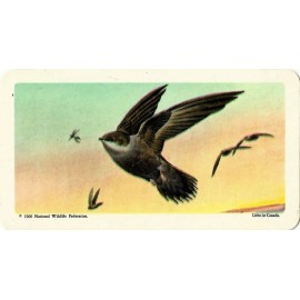 RED ROSE TEA CARD, SERIES: CANADIAN/AMERI
