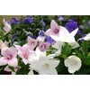 CEMEHA SEEDS - Canterbury Bells Mix Cup and Saucer Giant