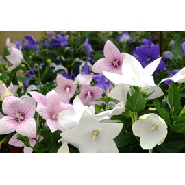 CEMEHA SEEDS - Canterbury Bells Mix Cup and Saucer Giant Biennial Flowers for Planting
