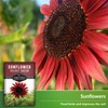 Velvet Queen Sunflower Seed for Planting - 3 Packets with