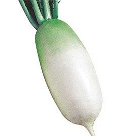 Radish Seeds - Korean - Shin Dong Ha - Hybrid - 1 Oz ~7100 Seeds - Non-GMO, F1 Hybrid - Asian Garden Vegetable