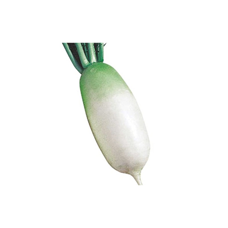 Radish Seeds - Korean - Shin Dong Ha - Hybrid
