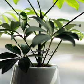 Estacas de Soporte Altura Ajustable Fácil Instalación Juego de 8 Plástico Resistente para Tallos de Plantas y Bonsáis para Interiores y Balcones