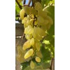 Grape Gold Finger grape - 2 healthy cuttings w/ 2-3 nodes for grafting or rooting
