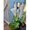 Flowers White Moonflower Seeds, Fragrant Bush, Organic, Datura Innoxia 60