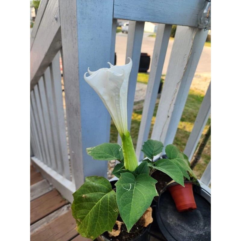 Flowers White Moonflower Seeds, Fragrant Bush, Organic, Datura Innoxia 60