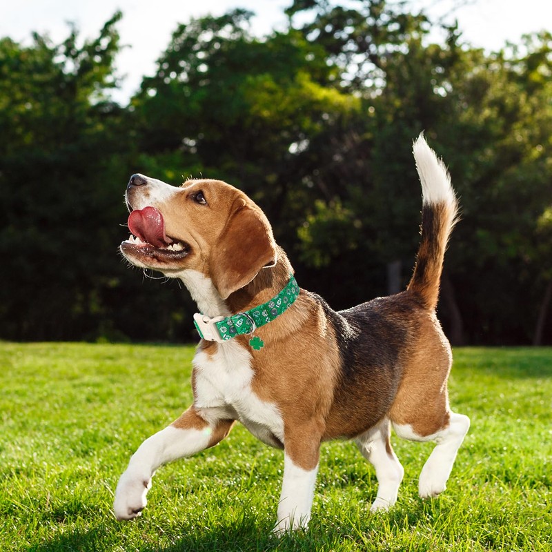 Maca Bates St Patricks Day Dog Collar Irish Clover Dogs