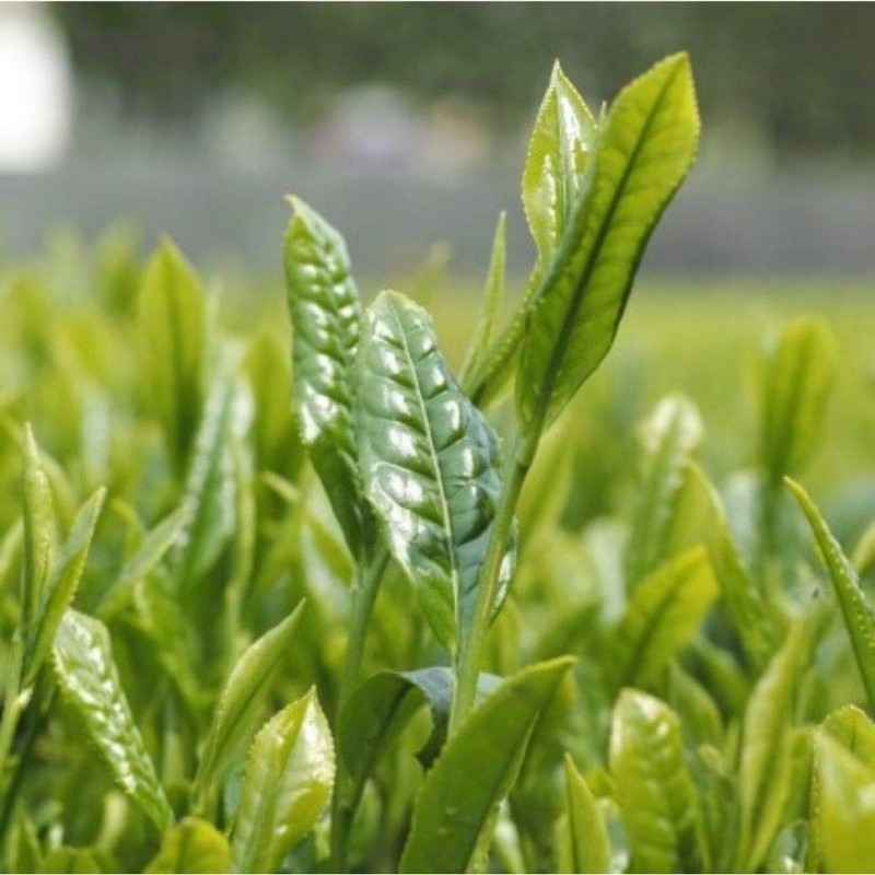 Eight Shop 粉末緑茶 業務用 パウダー （ 粉末 緑茶 ） (200.00,