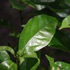 Camphor White 50ml Incent Essential Oil Essential Oil