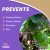 Bonide Captain Jack's Rose Rx 4-in-1 Insect & Disease Control,