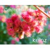 keinz Orga Kaynes Castor Oil (Castor Oil), 19.3 fl oz
