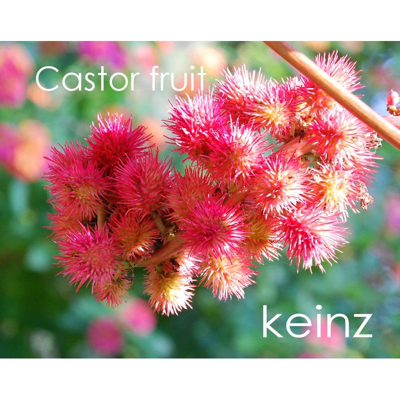 keinz Orga Kaynes Castor Oil (Castor Oil), 19.3 fl oz