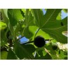 Chandelier Craft & Gardening Black Mission Fig Fruit Tree Twig
