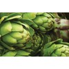 Artichoke Seeds for Planting, Green Globe Artichoke Seeds, High Germination