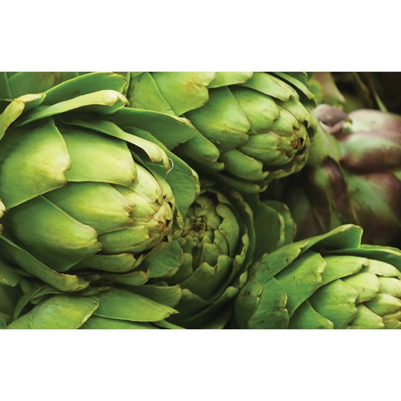 Artichoke Seeds for Planting, Green Globe Artichoke Seeds, High Germination