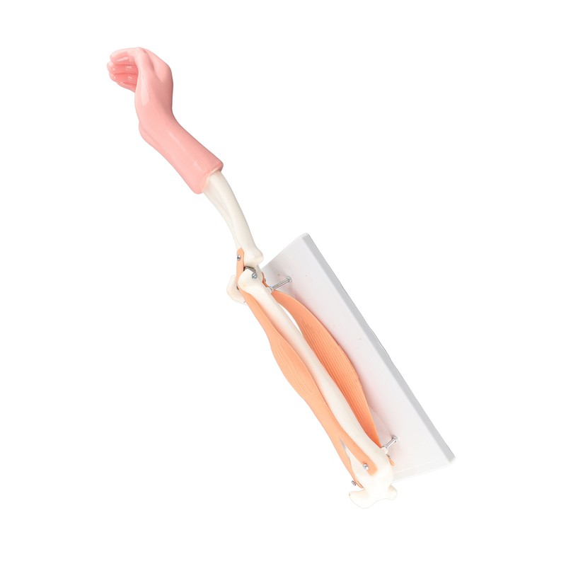 Arm Moving Model Anatomical Elbow Joint Motion Model Primary School