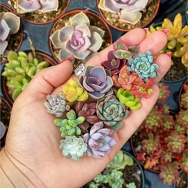 Nygardenia 200pcs Rare Mixed Succulent Seeds - Beautiful and Colorful Collection