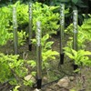 Dapo 4 x Outdoor Solar Garden Light Lamp Bubble, Height: