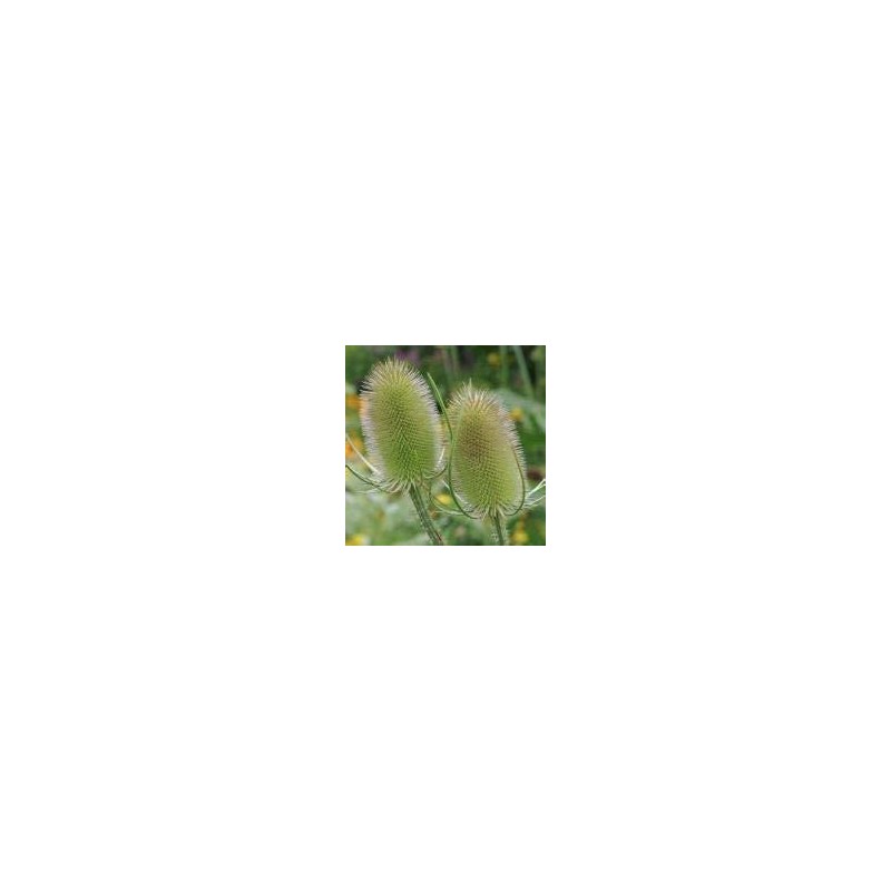 Common Teasel Dipsacus Fullonum Flower (50) Seeds