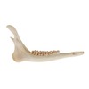 One Assorted Real Deer Jaw Bone