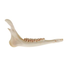 One Assorted Real Deer Jaw Bone
