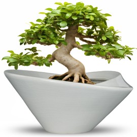 Teagas Bonsai Pots 13 Inch - Ceramic Succulent Pots with Drainage Hole Decorative Plant Pot Indoor Large Outdoor Planter Modern Flower Pot for Home Garden Office Room Decor Gray