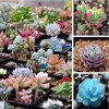Mixed Succulent Seeds, 100seeds/pack