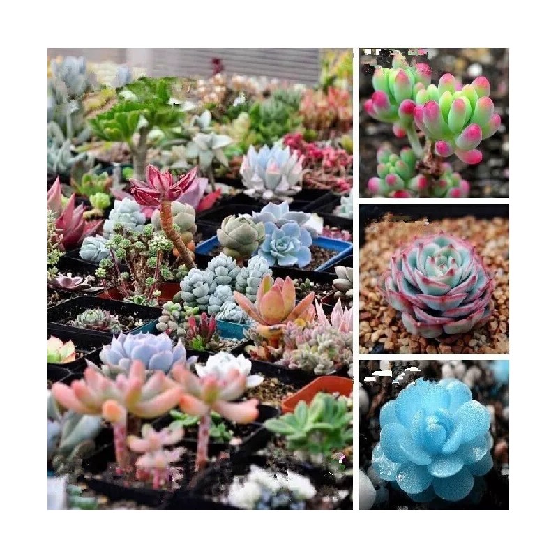 Mixed Succulent Seeds, 100seeds/pack