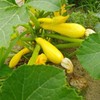 Squash Seeds Golden Zucchini 25 Seeds by OrginBud