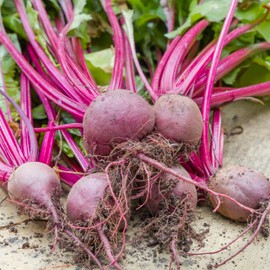 Premier Seeds Direct PREMIER SEEDS DIRECT - Beetroot Seeds - BOLTARDY (500 Seeds)