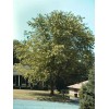 Tree Silver Maple Tree - 12-18" Tall - Live Plant