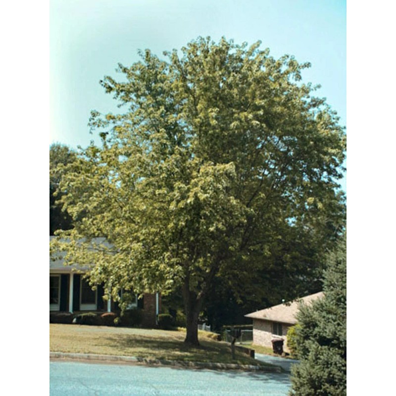 Tree Silver Maple Tree - 12-18" Tall - Live Plant